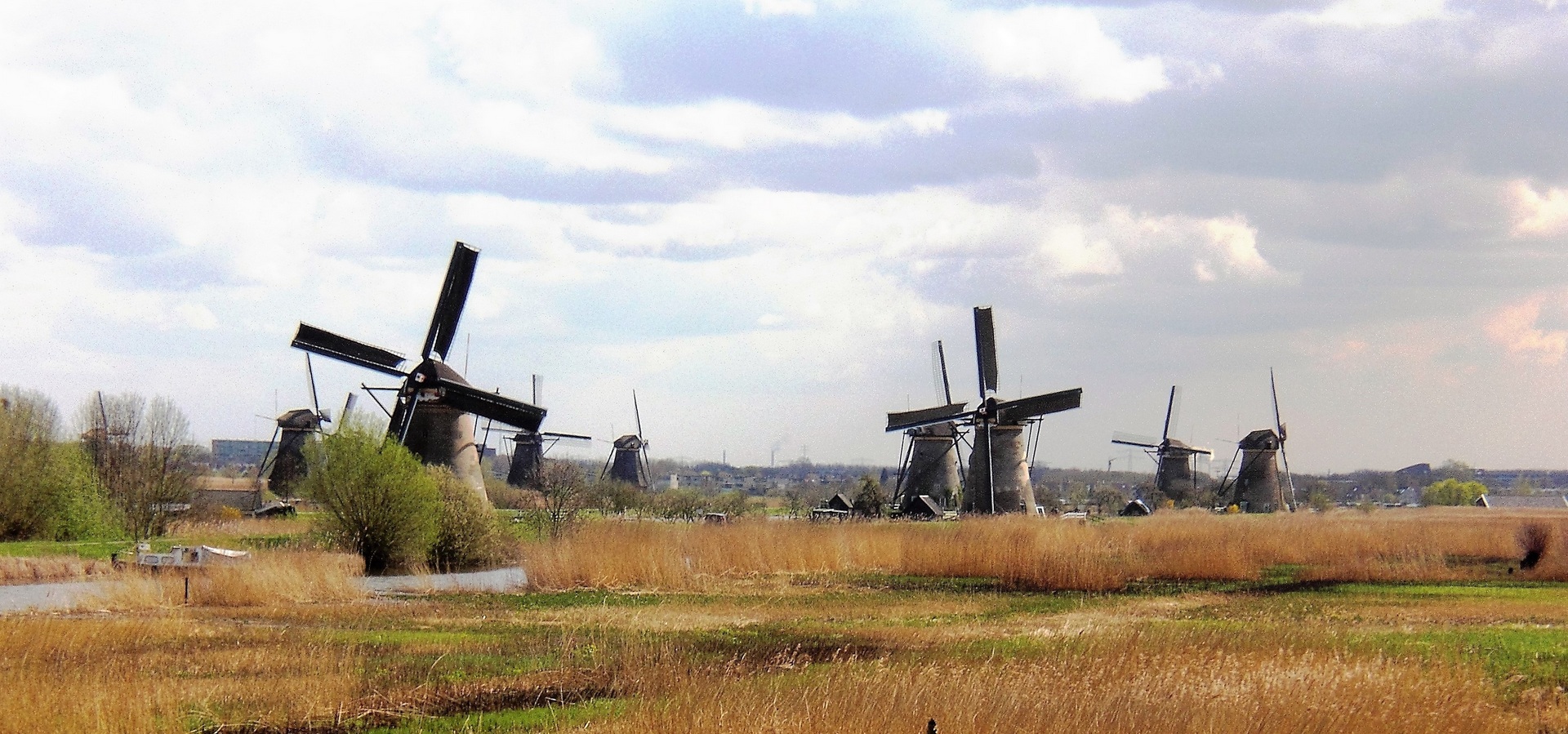 Group Travel Rotterdam Kinderdijk Koninklijke Beuk