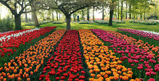 Koninklijke Keukenhof Tour