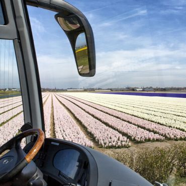 Koninklijke Beuk Bollenstreek 