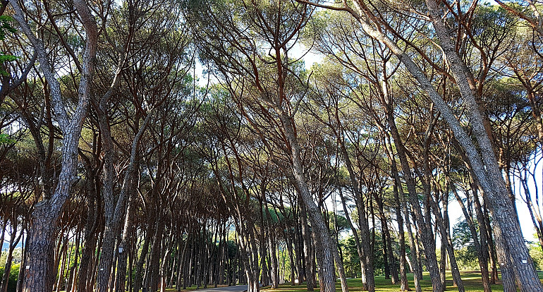 Koninklijke Beuk, Incentives, meerdaagse reis - Herfstkleuren Italie, Montecatine