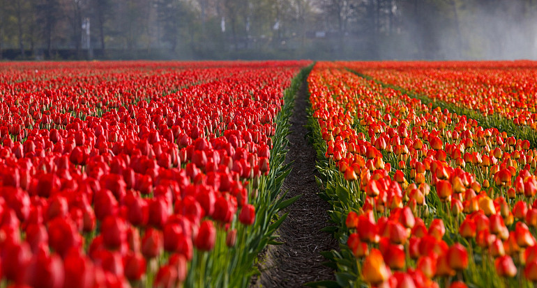 Bloembollenroute & Hortus Alkmaar