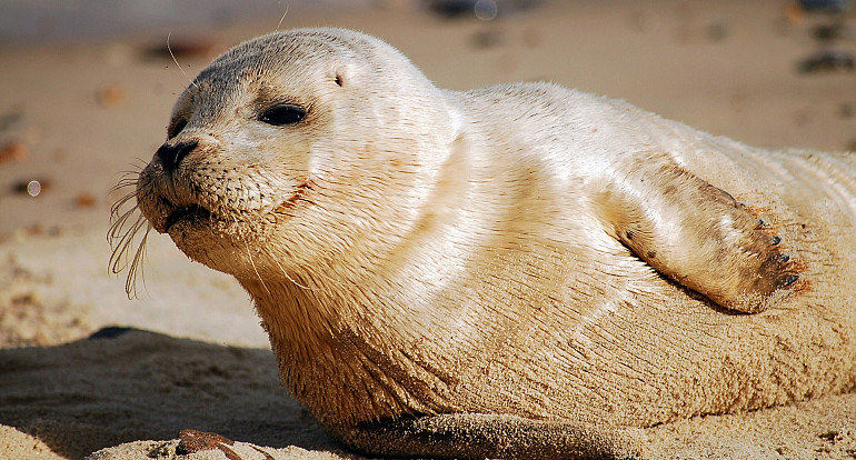 Koninklijke Beuk, Lezersreis, Zeehondjes spotten bij Zierikzee