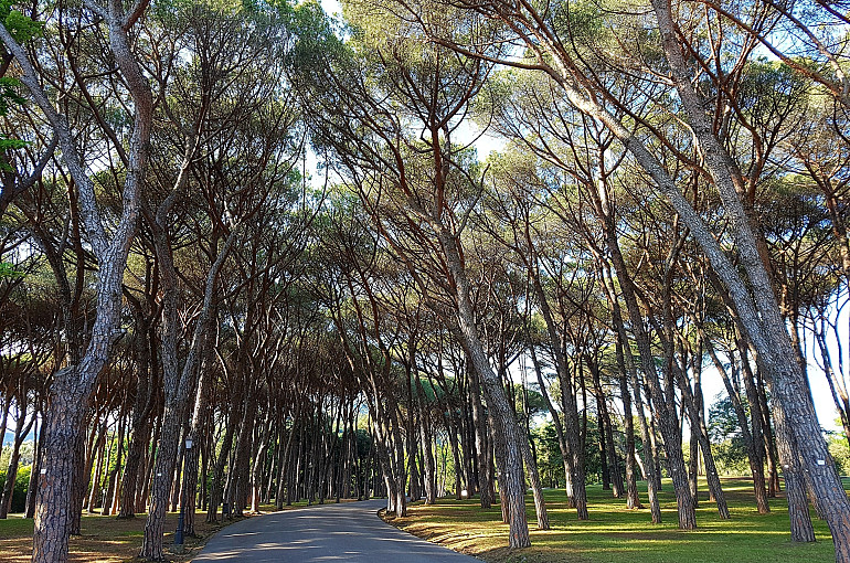 Koninklijke Beuk, Incentives, meerdaagse reis - Herfstkleuren Italie, Montecatine