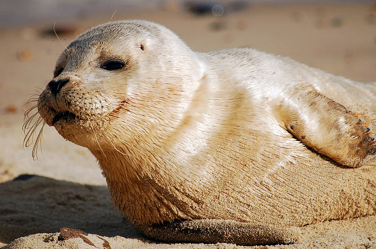 Koninklijke Beuk, Lezersreis, Zeehondjes spotten bij Zierikzee