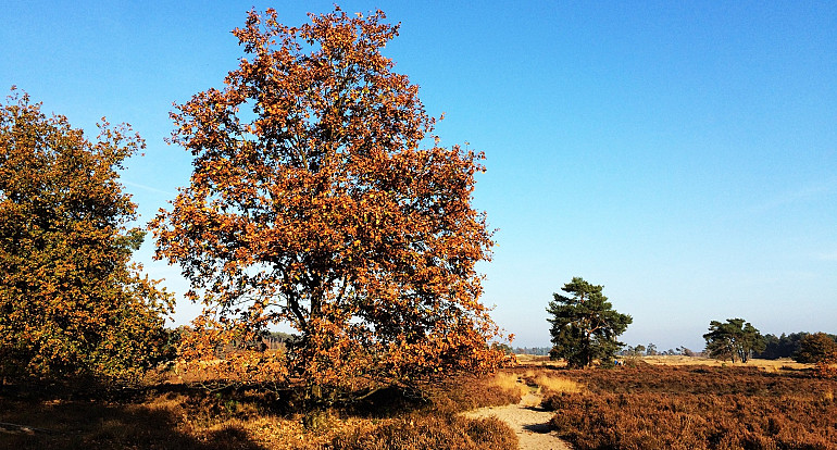 Koninklijke Beuk, Dagtochten - Den Bosch en Nationaal Park de Loonse en Drunense Duinen