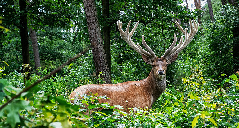 Koninklijke Beuk, Dagtochten - Veluwe